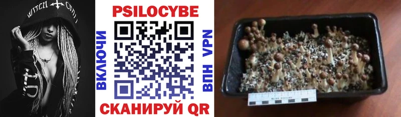 Псилоцибиновые грибы Psilocybine cubensis  цены наркотик  Тайшет 