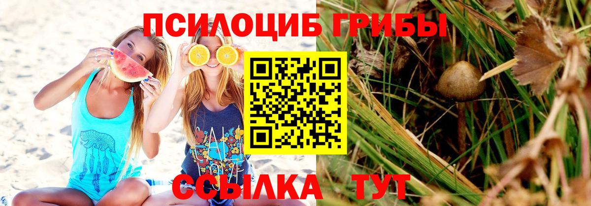 Псилоцибиновые грибы GOLDEN TEACHER  магазин продажи наркотиков  Тайшет  Вход с VPN 